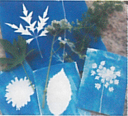 Image Cyanotype